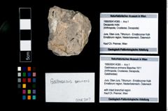 Foto (Objekt + Etikett) von Gastrosacus eminens (Blaschke 1911)  (NHMW-GEO-1990-0041-4385)